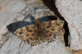 Attēlu rezultāti vaicājumam “Carcharodus floccifera upperside”