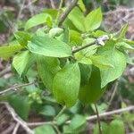 Attēlu rezultāti vaicājumam “Lonicera ferdinandii”