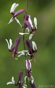 Attēlu rezultāti vaicājumam “Pedicularis palustris fruit”
