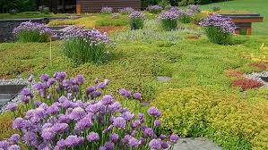 Image result for Allium schoenoprasum