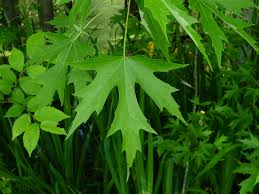 Attēlu rezultāti vaicājumam “Acer saccharinum”