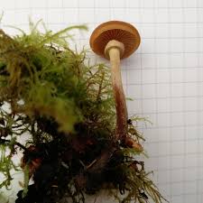 Attēlu rezultāti vaicājumam “Phleogena faginea young”