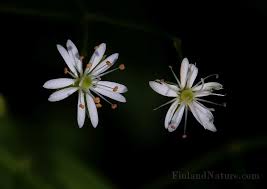 Attēlu rezultāti vaicājumam “Stellaria palustris flower”