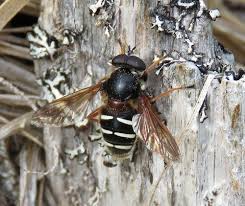 Attēlu rezultāti vaicājumam “Sericomyia sp.”