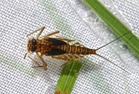 Attēlu rezultāti vaicājumam “Epirranthis diversata imago”