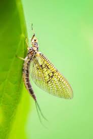 Attēlu rezultāti vaicājumam “Macrosteles sp. imago”