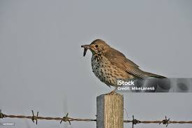 Attēlu rezultāti vaicājumam “Turdus philomelos”