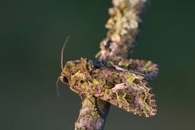 Attēlu rezultāti vaicājumam “Trachea atriplicis”