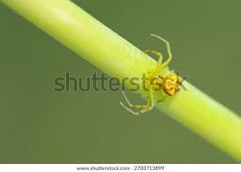 Attēlu rezultāti vaicājumam “Diaea dorsata”