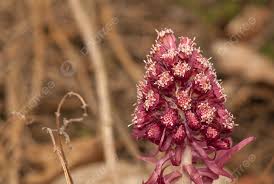 Image result for Petasites officinalis