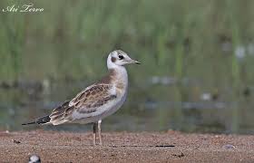 Attēlu rezultāti vaicājumam “Larus ridibundus juvenile”