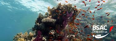 Image result for Barnsley BSAC Divers