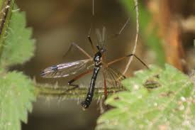Attēlu rezultāti vaicājumam “Dictenidia bimaculata male”