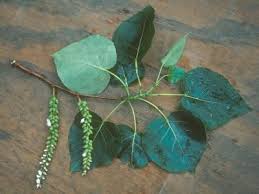 Attēlu rezultāti vaicājumam “Populus x gileadensis”