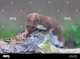 Attēlu rezultāti vaicājumam “Mustela nivalis”