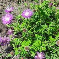 Image result for Flockenblume