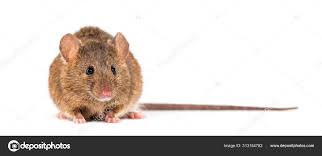 Attēlu rezultāti vaicājumam “Myodes glareolus”