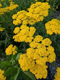 Attēlu rezultāti vaicājumam “Achillea salicifolia leaf”