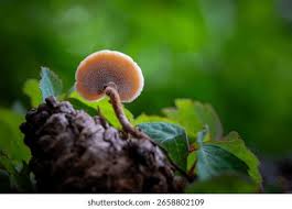 Attēlu rezultāti vaicājumam “Auriscalpium vulgare”