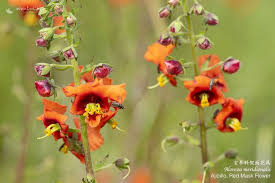 Image result for Alonsoa linearis