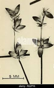 Attēlu rezultāti vaicājumam “Carex loliacea”