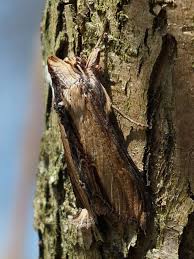 Attēlu rezultāti vaicājumam “Shargacucullia scrophulariae”