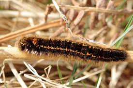 Attēlu rezultāti vaicājumam “Euthrix potatoria imago”