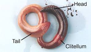 Attēlu rezultāti vaicājumam “Lumbricus terrestris”