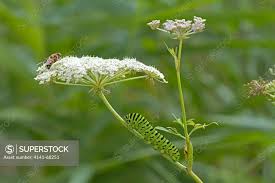 Attēlu rezultāti vaicājumam “Peucedanum palustre flower”