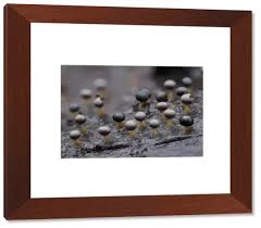 Attēlu rezultāti vaicājumam “Physarum psittacinum spores”