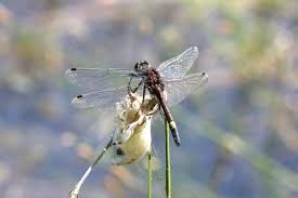 Attēlu rezultāti vaicājumam “Leucorrhinia pectoralis”