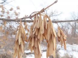 Attēlu rezultāti vaicājumam “Fraxinus pennsylvanica fruit”