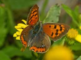 Attēlu rezultāti vaicājumam “Lycaena phlaeas”