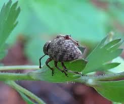 Attēlu rezultāti vaicājumam “Rhynchaenus lonicerae”
