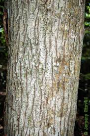 Attēlu rezultāti vaicājumam “Carya cordiformis”