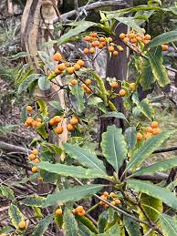 Attēlu rezultāti vaicājumam “Alisma plantago-aquatica fruit”