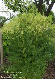 Attēlu rezultāti vaicājumam “Thalictrum lucidum”