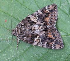 Attēlu rezultāti vaicājumam “Catocala sponsa”