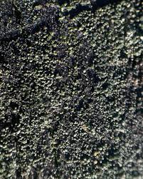 Attēlu rezultāti vaicājumam “Trapeliopsis flexuosa”