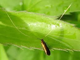 Attēlu rezultāti vaicājumam “Adelidae”