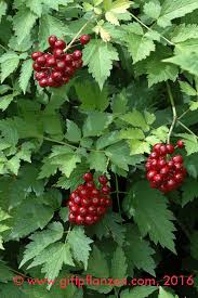 Image result for Christophskraut