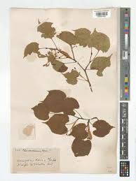 Attēlu rezultāti vaicājumam “Tilia amurensis”