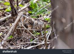 Attēlu rezultāti vaicājumam “Scolopax rusticola nest”