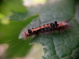 Attēlu rezultāti vaicājumam “Euproctis similis”