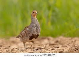 Attēlu rezultāti vaicājumam “Perdix perdix”