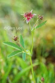 Attēlu rezultāti vaicājumam “Comarum palustre leaf”
