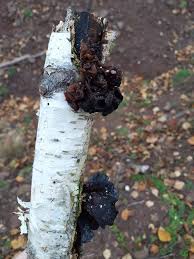 Attēlu rezultāti vaicājumam “Exidia repanda”