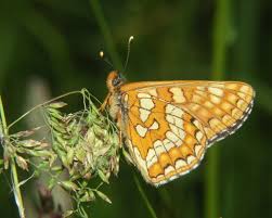Attēlu rezultāti vaicājumam “Euphydryas maturna upperside”