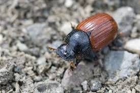 Attēlu rezultāti vaicājumam “Aphodius subterraneus”