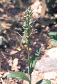 Attēlu rezultāti vaicājumam “Coeloglossum viride flower”